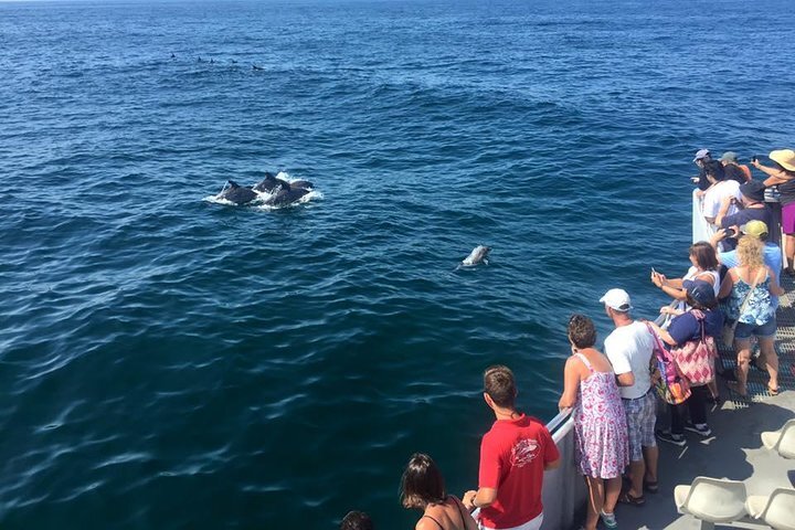 Whale Watching in Rehoboth Beach: An Ultimate Guide