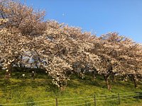 Gongendo Sakura Tsutsumi 幸手市 旅游景点点评 Tripadvisor