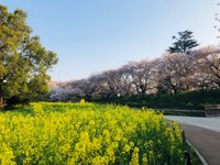 Gongendo Sakura Tsutsumi 幸手市 旅游景点点评 Tripadvisor