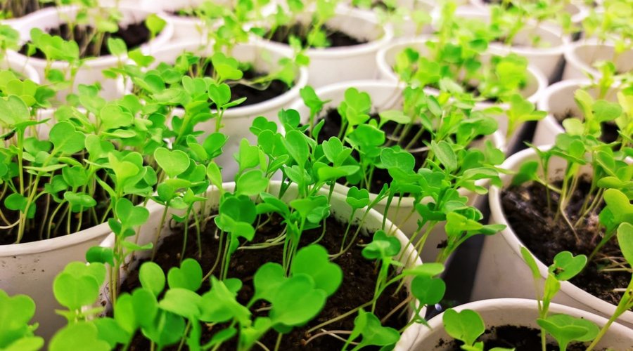 Rucola in our greenhouse is getting ready to become a part of your pizza!