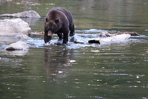 Grizzlies of Bella Coola — Grandview Chalet Bed & Breakfast