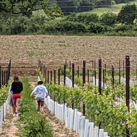 A walk through the grapevines