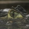 Crocodiles of the World