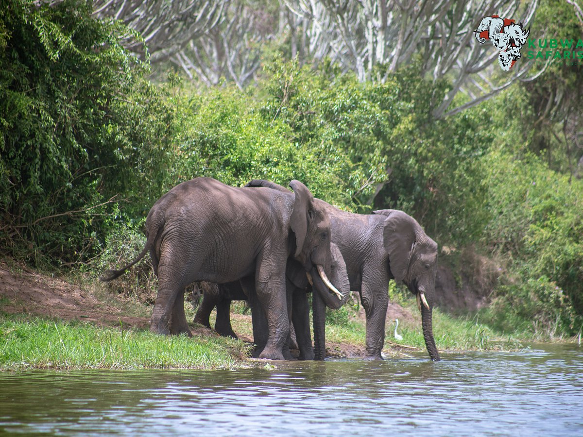 Kubwa Five Safaris (Kampala) - All You Need to Know BEFORE You Go