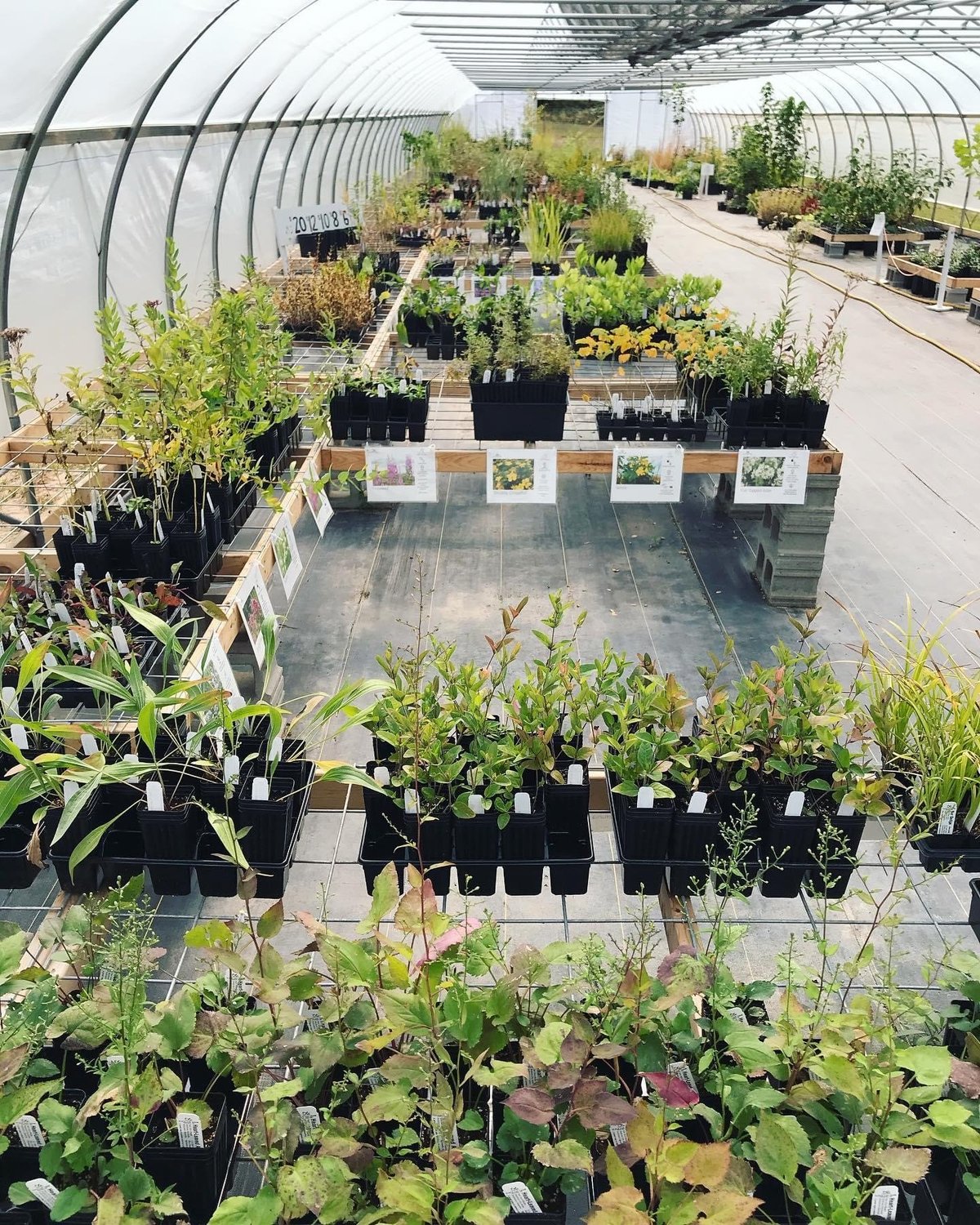 Black Cap Farm - Native Plant Nursery - All You Need to Know BEFORE You ...