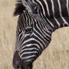 Horseshoe Game Reserve