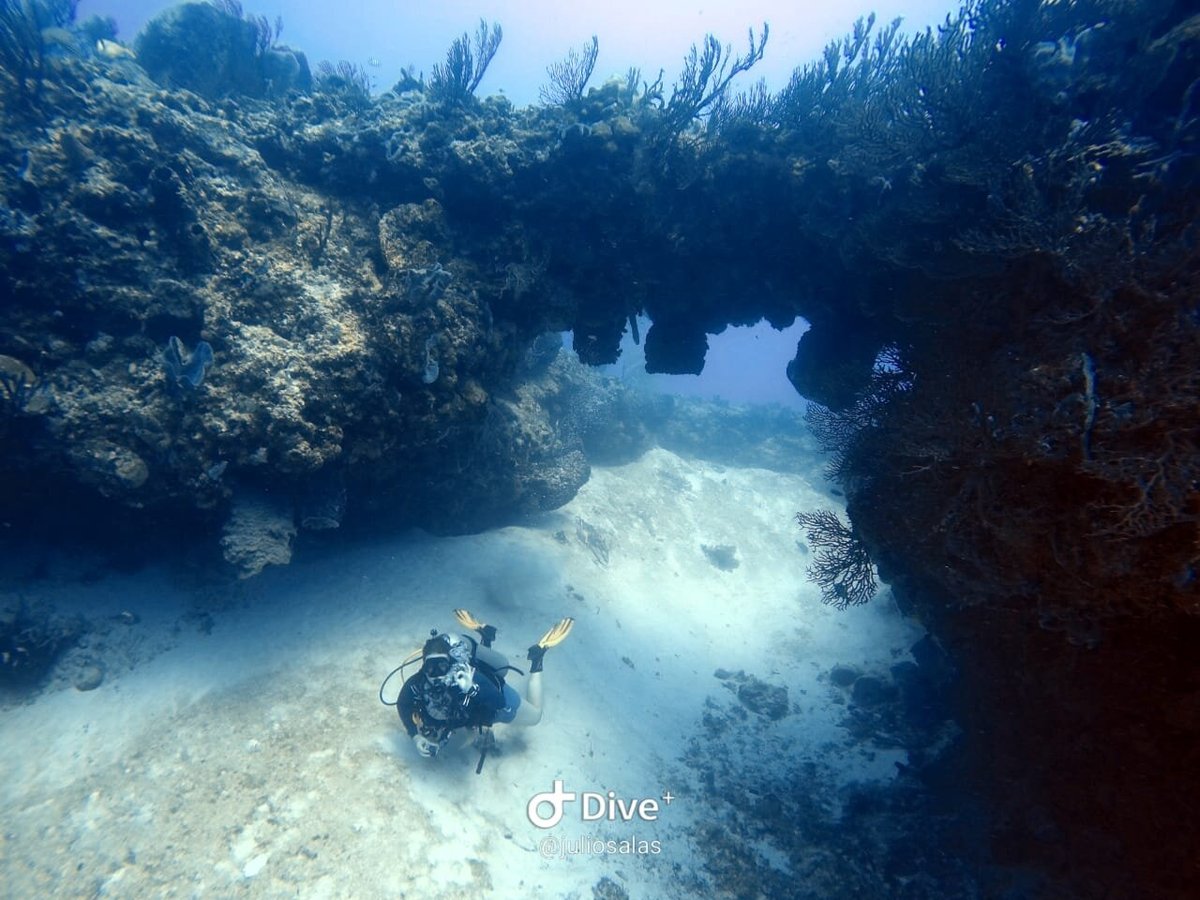 koox diving playa del carmen