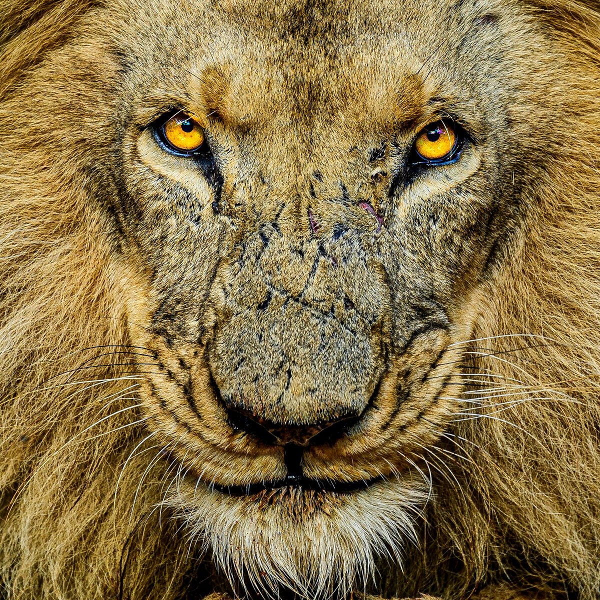Wildlife Encounter (Victoria Falls) - All You Need to Know BEFORE You Go Wildlife Encounter (Victoria Falls) - All You Need to Know BEFORE You Go