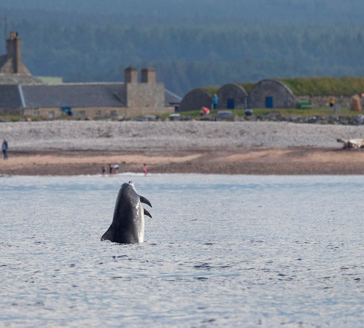 WDC SCOTTISH DOLPHIN CENTRE (Fochabers) - All You Need to Know BEFORE You Go
