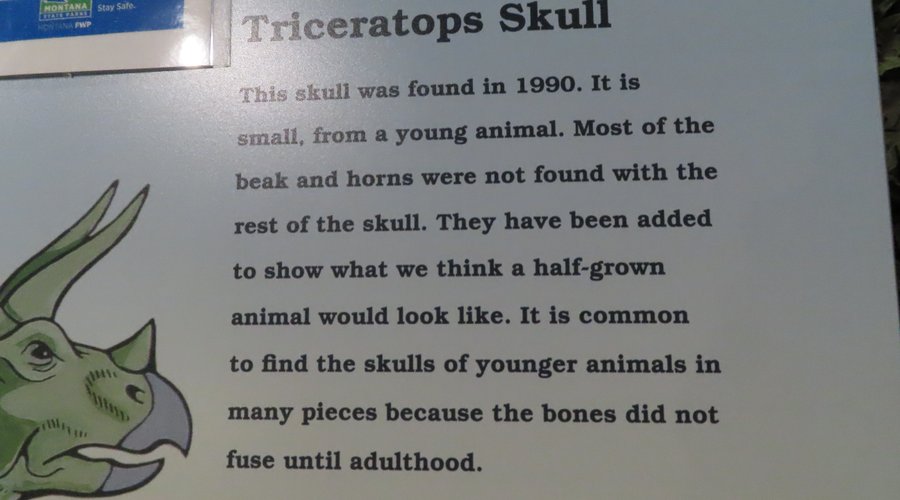 Triceratops skull
