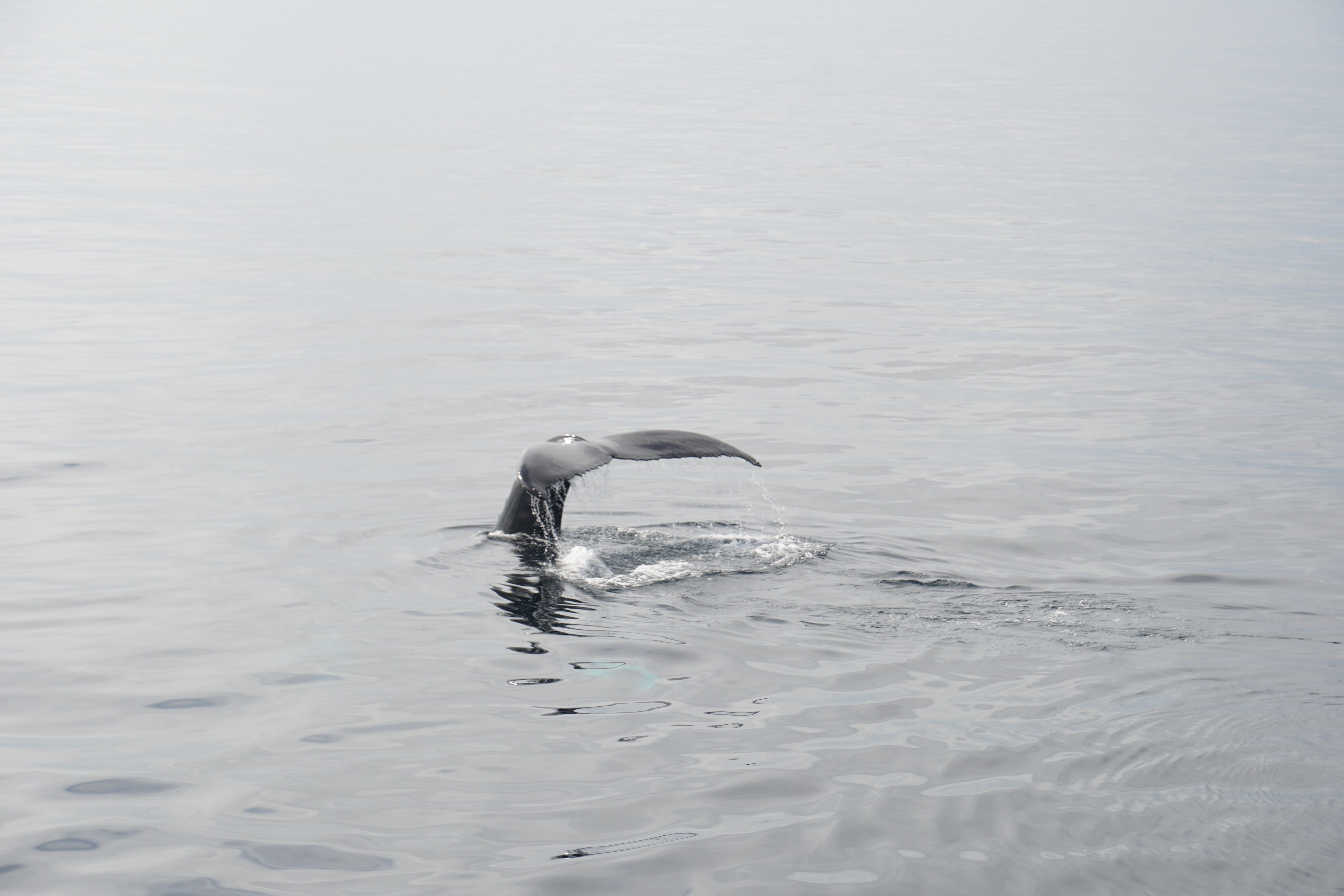 New England Aquarium Whale Watch All You Need to Know BEFORE You