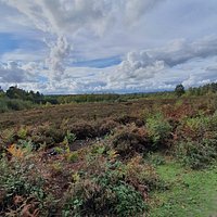 Rspb Broadwater Warren Nature Reserve