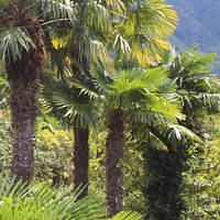 Orto Delle Erbe Aromatiche