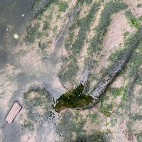 staffin beach dinosaur footprint location