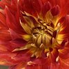 Swan Island Dahlias - Heather