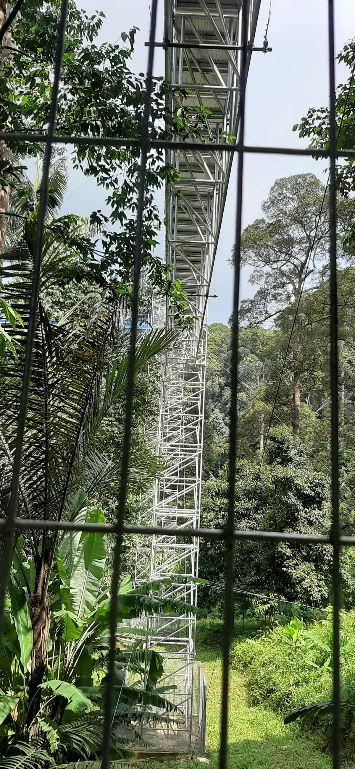 Forest SkyWalk - FRIM (Kuala Lumpur) - All You Need to Know BEFORE You Go