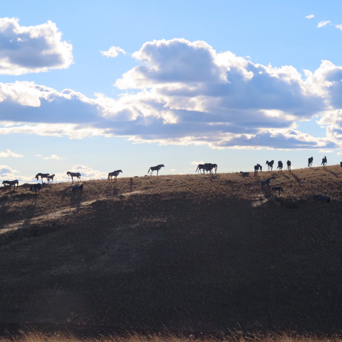 Bleu Horses (Three Forks): All You Need to Know BEFORE You Go