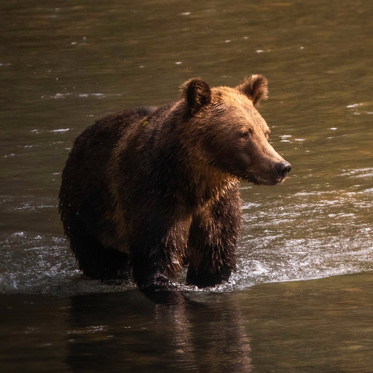 Bear tours