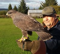 Falconry Days Northumberland Bird of Prey Experience Days