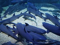 Yantai Haichang Whale Shark Aquarium - ZooChat