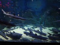 Yantai Haichang Whale Shark Aquarium - ZooChat