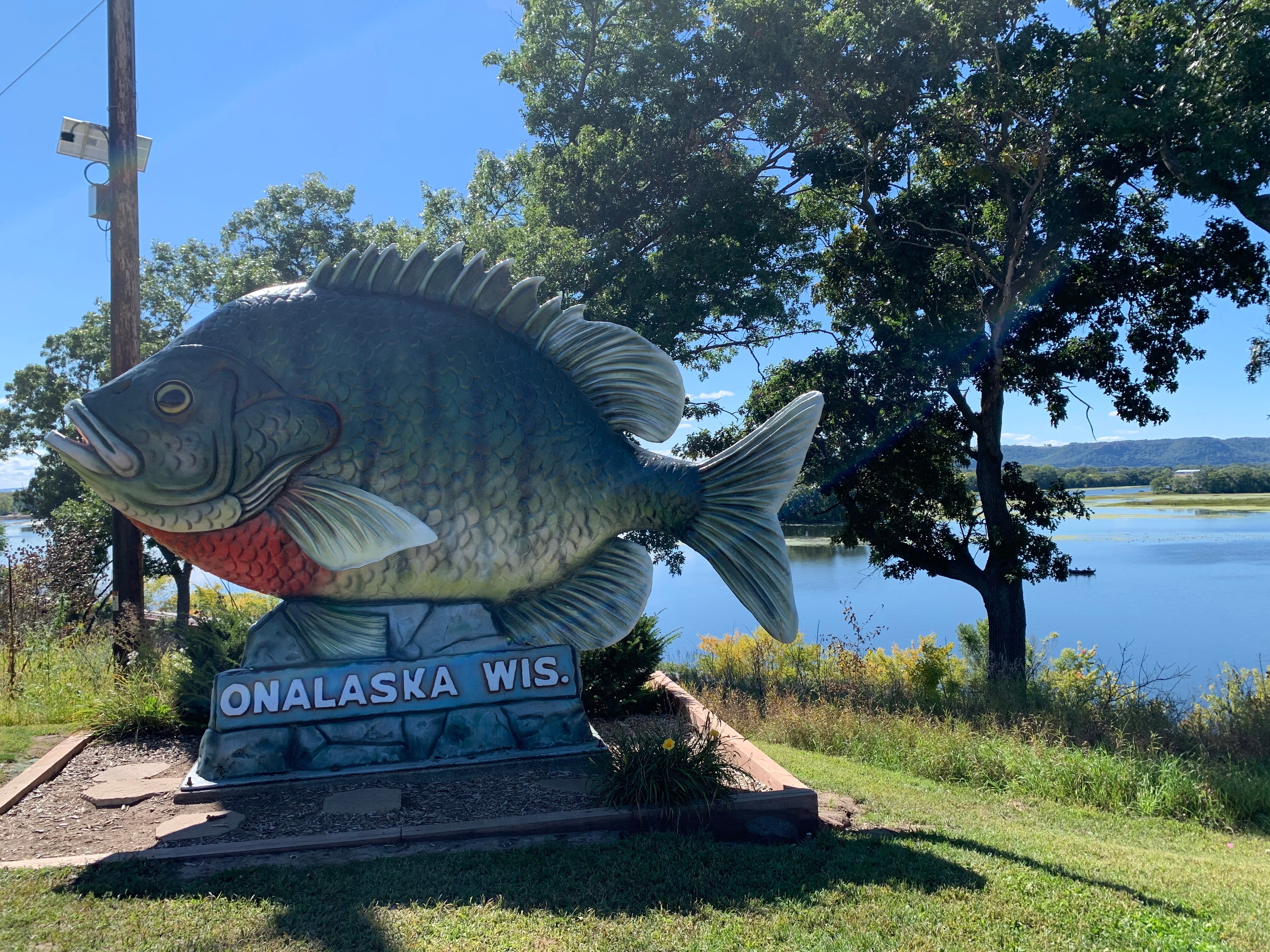 SUNNY THE SUNFISH 2025 All You MUST Know Before You Go Sunny The Sunfish Is