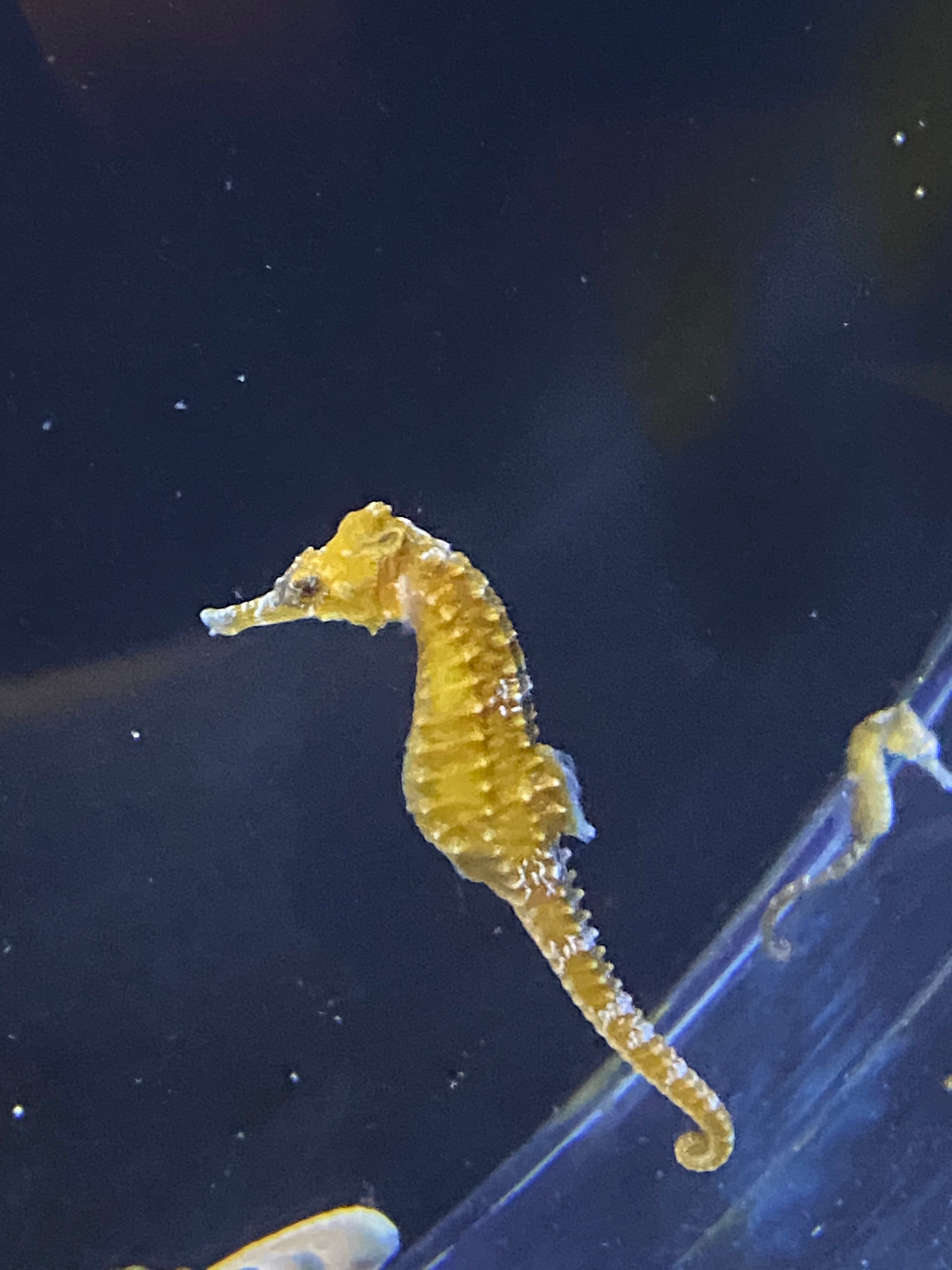 2023 General Admission Oregon Coast Aquarium Reserve Now   Loved The Seahorse Exhibit 