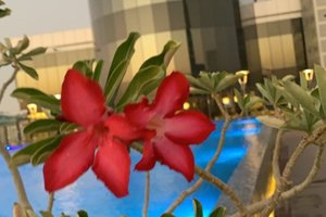 المسافر