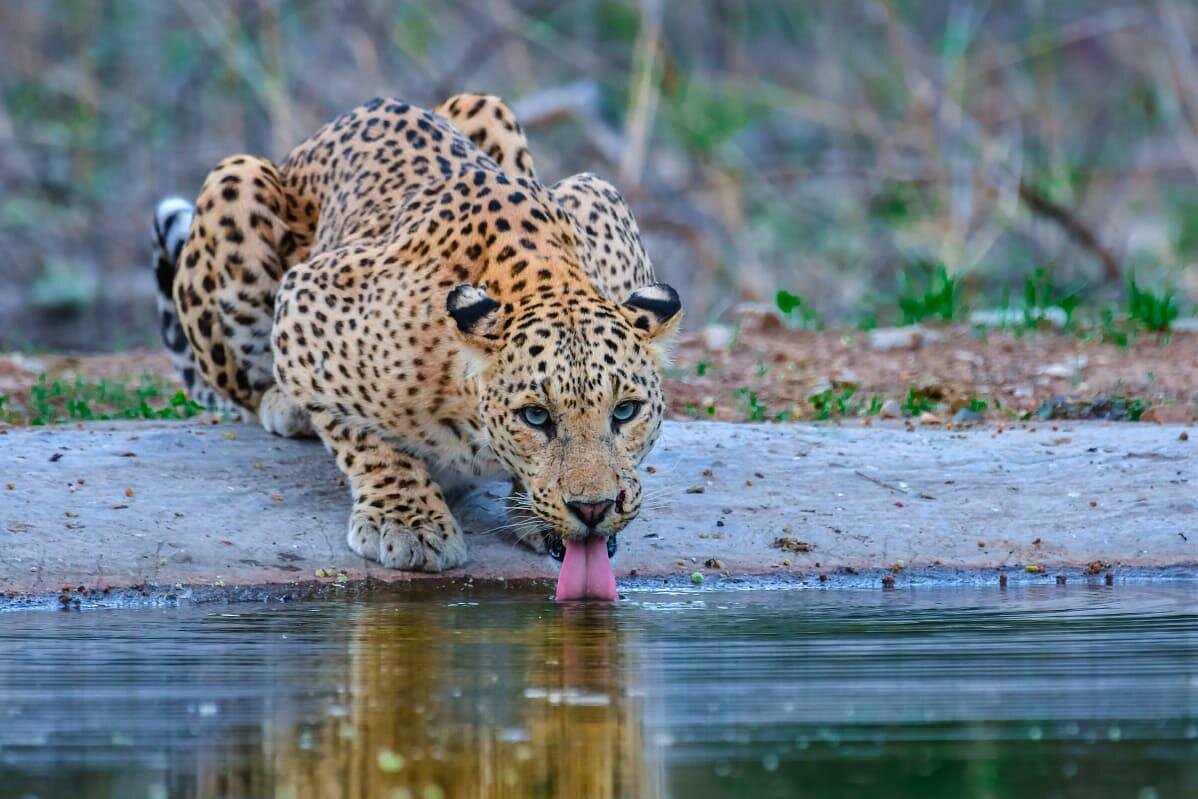 leopard safari jaipur reviews