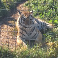 Wisconsin Big Cat Rescue - All You Need to Know BEFORE You Go (2024)