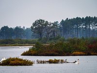 are dogs allowed at seney wildlife refuge