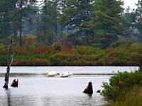 are dogs allowed at seney wildlife refuge