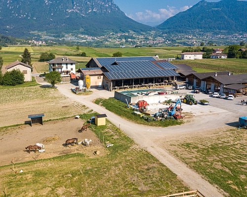 Cavalos Loiros Sorrir Prado Siusi Alpes Trentino Alto Adige Itália