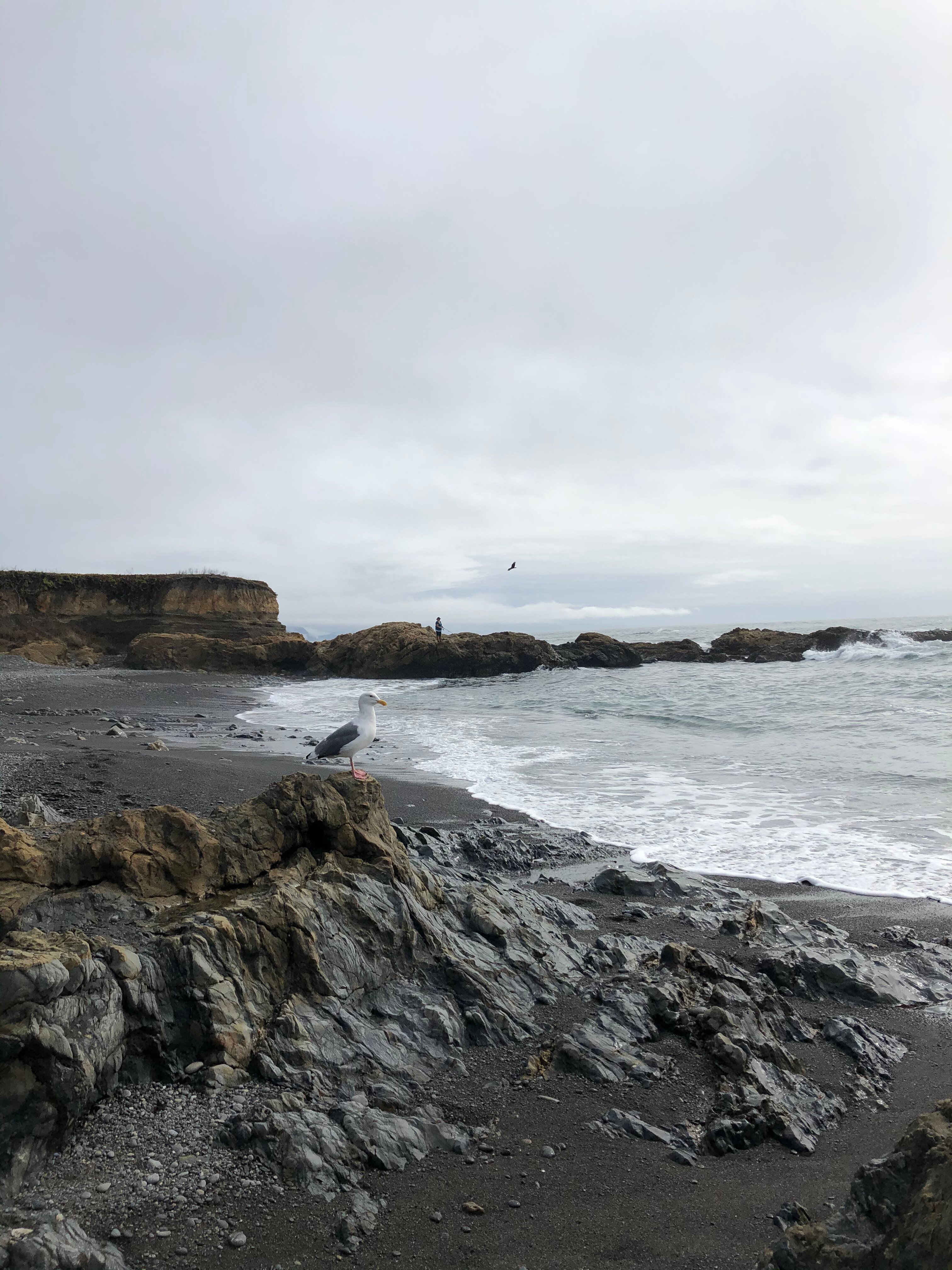 Shelter cove tides cheap