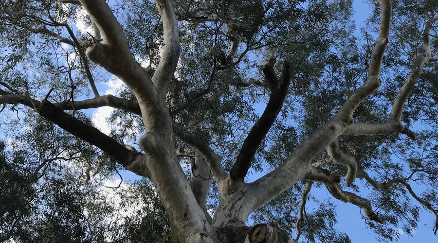 The Big Tree