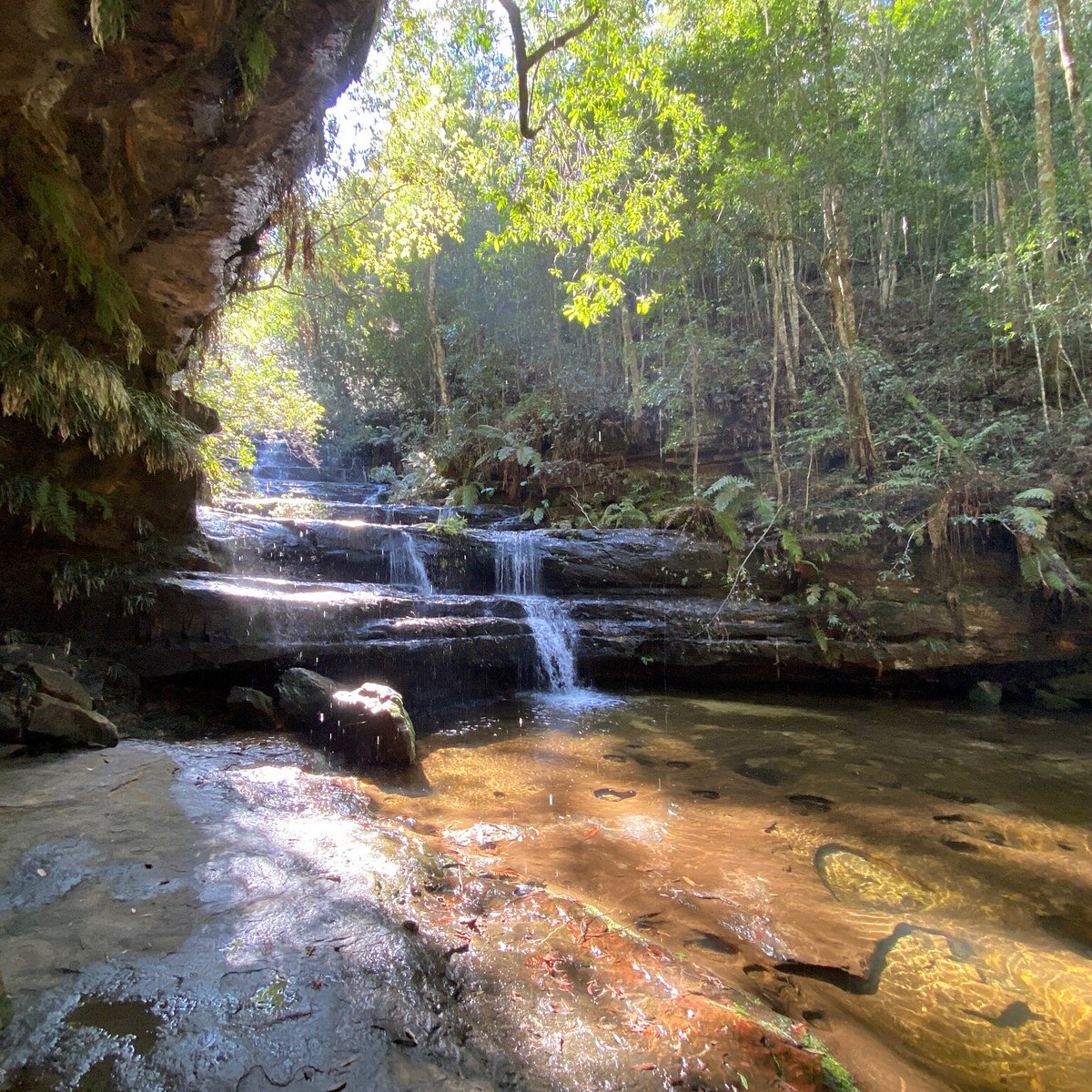 Terrace Falls Waterfall Walk Hazelbrook Tutto Quello Che Cè Da Sapere