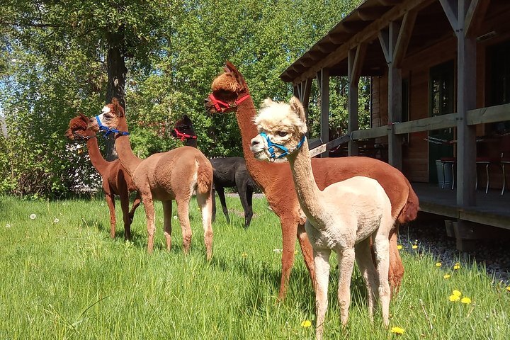 2024 Alpaca hike in the Barnimer Feldmark