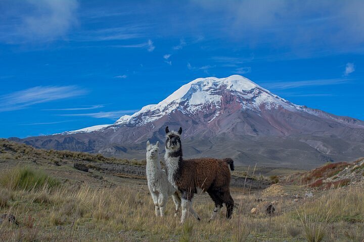 2024 Quito to Cuenca 4 or 5-Day Tour with Cotopaxi, Quilotoa, Baños and ...