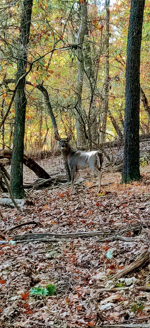 Pennsylvania review images