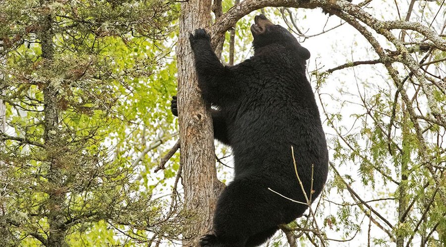 Tasha and Holly play high up in a tree.

The Bear Center is home to our four ambassador black bears living in a 2.5 acre naturally forested enclosure with a pond and waterfalls. The bears forage on a variety of wild foods in the enclosure. The bear enclosure is a model for how captive bears live as natural a life as possible. Our staff and bear educators care for and work with the bears in many ways to enrich their lives.