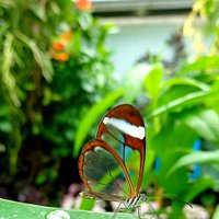Glasswing