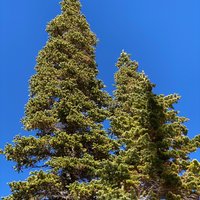 Dixie National Forest (cedar City) - All You Need To Know Before You Go