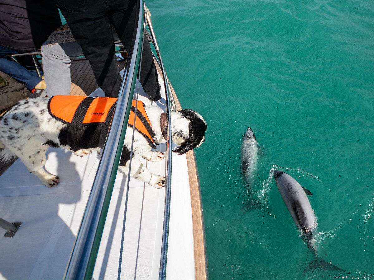 Where do dolphins go when it's raining? – Yacht Mollymawk