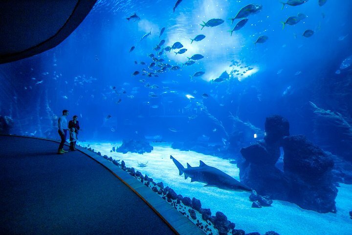 Rareza Eclipse solar Aislante Tripadvisor | Entrada al acuario de Poema del Mar y visita a la ciudad de  Las Palmas de Gran Canaria. ofrecido por Vimotions | Playa del Inglés,  España