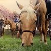 carol_sees_world