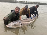 Sturgeon Hunters