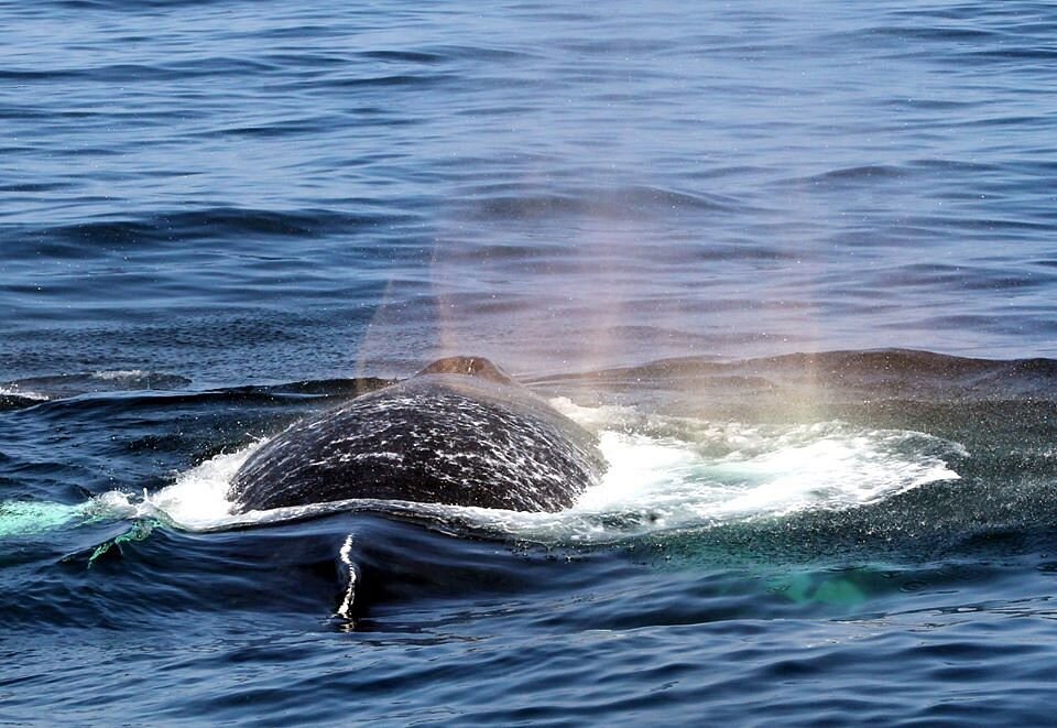 Bar Harbor Whale Watch Co. - All You Need to Know BEFORE You Go