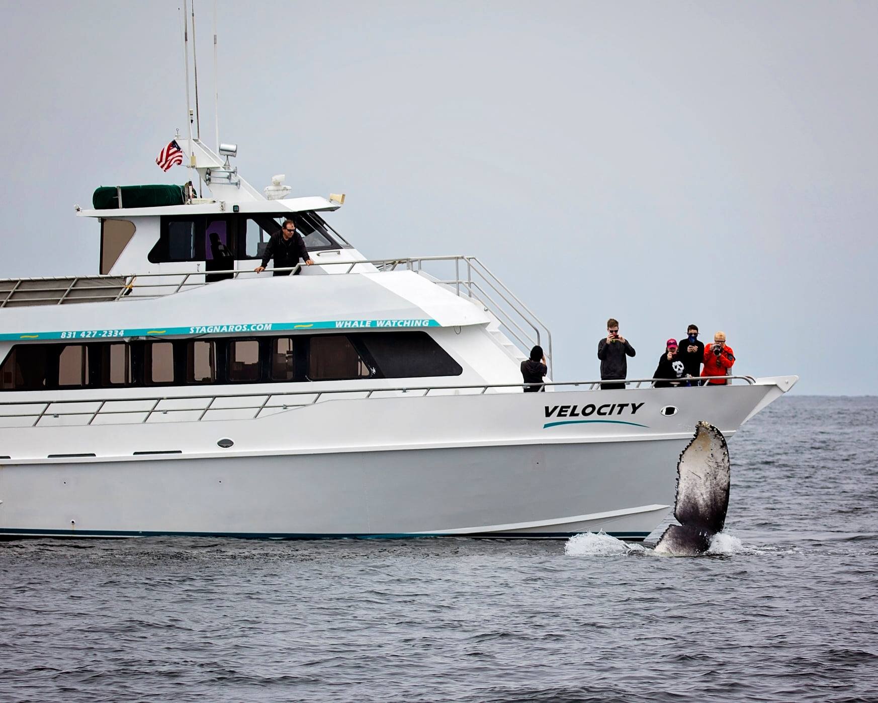 Stagnaro Sport Fishing Charters Whale Watching Cruises Santa