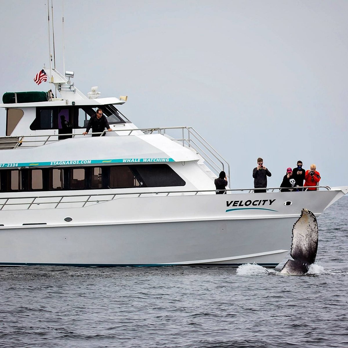 Stagnaro Sport Fishing Charters & Whale Watching Cruises - All You Need to  Know BEFORE You Go (2024)
