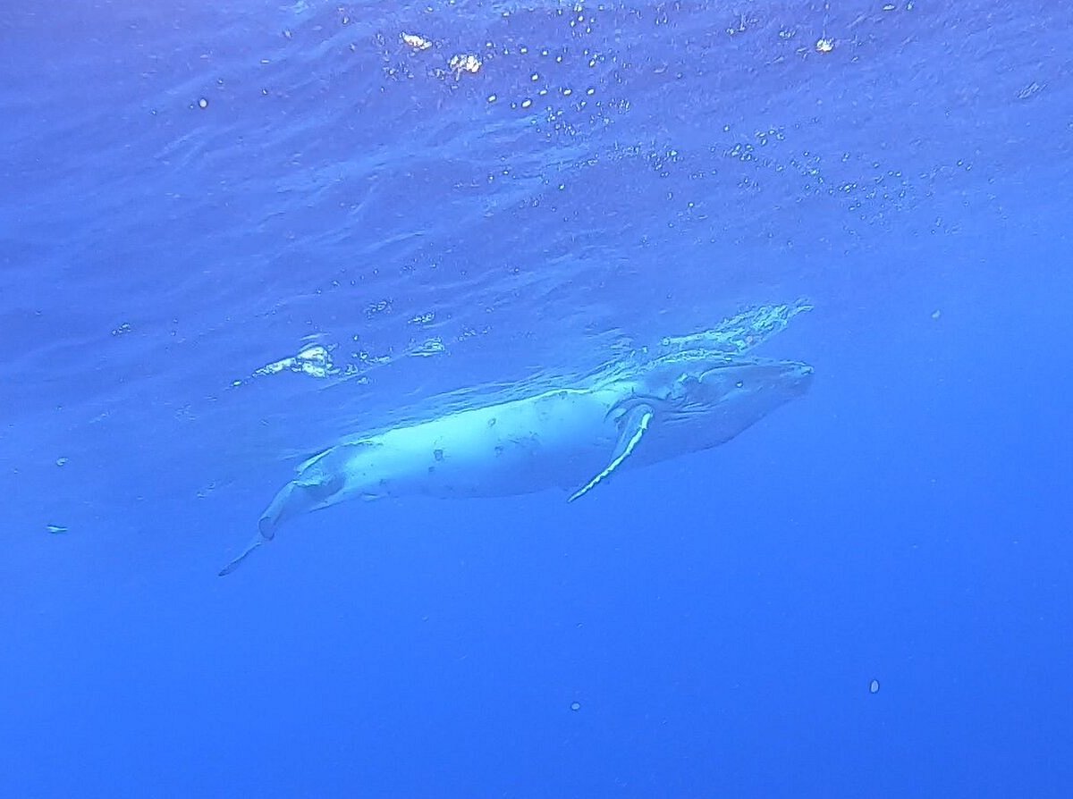 Tonga vs French Polynesia: Where to Swim with Humpback Whales — Inertia  Network